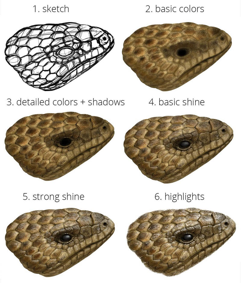 lizard scales study