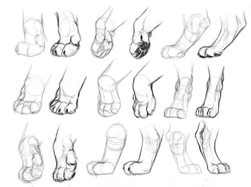 lion paws study