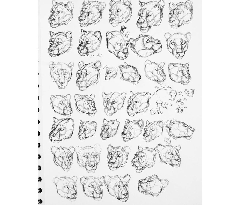 feline head study