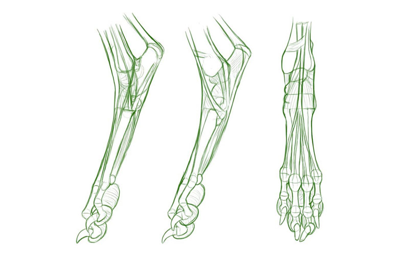 canine hind leg anatomy study