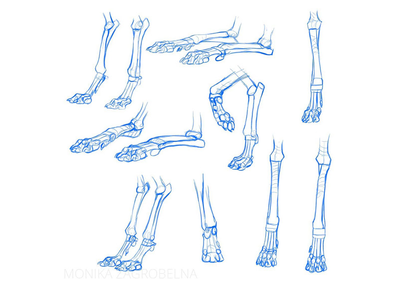 canine leg bones study