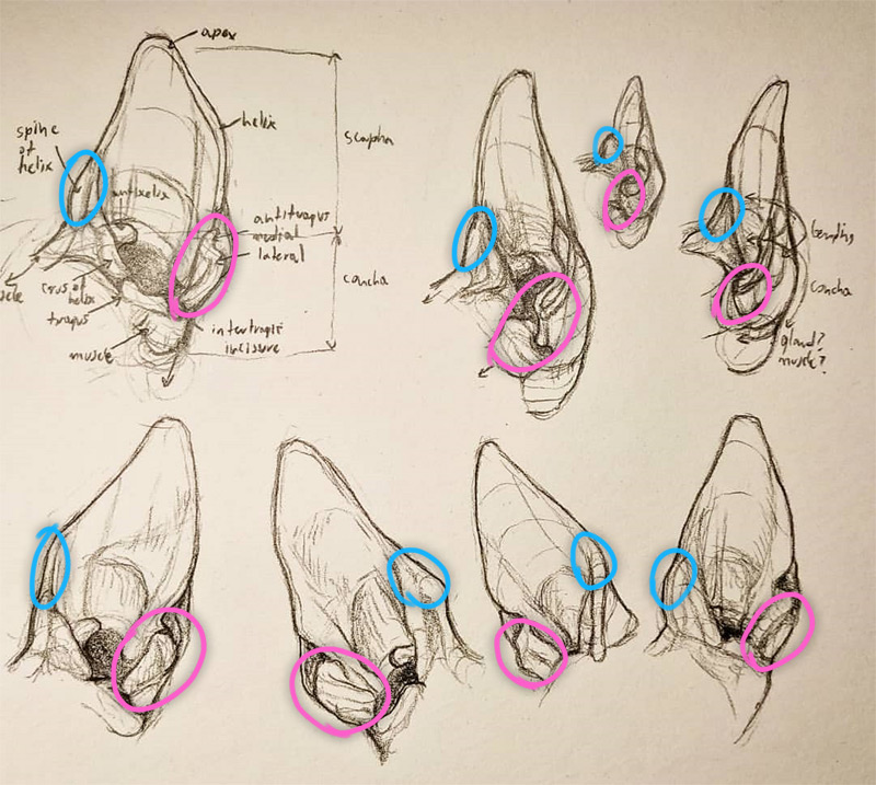 canine ears details study