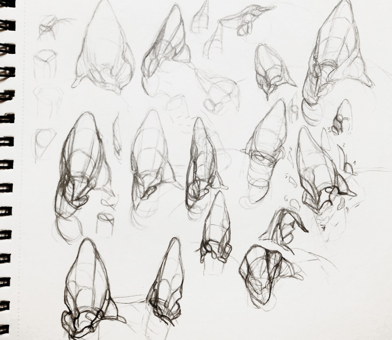 canine ears structure study