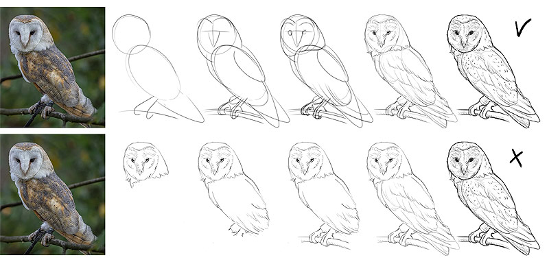 how to draw an owl