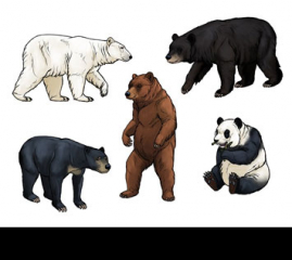 SketchBook Original: How to Draw Bears