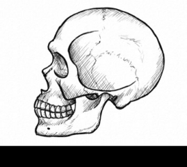 How to Draw a Skull in Profile, Step by Step