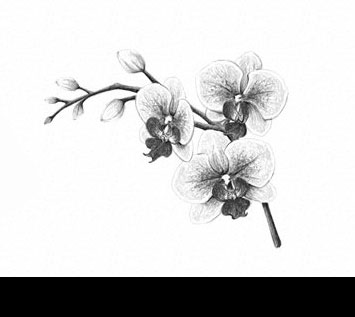 How to Draw a Flower