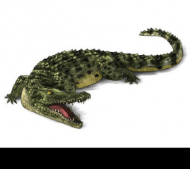 How to Draw Animals: Crocodiles, Alligators, Caimans and Gharials
