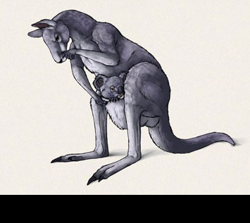 How to Draw Animals: Kangaroos and Koalas