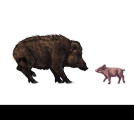How to Draw Animals: Domestic Pigs, Wild Boars, and Warthogs