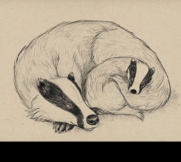 Draw a Cute Badger Scene Step by Step