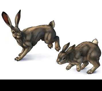 How to Draw Animals: Hares and Rabbits
