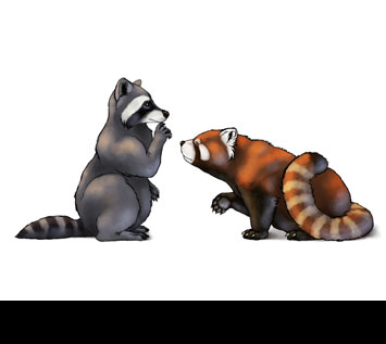 How to Draw Animals: Red Pandas and Raccoons