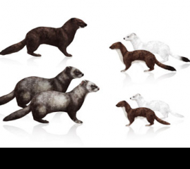 How to Draw Animals: Weasels, Stoats, Minks, Polecats and Ferrets