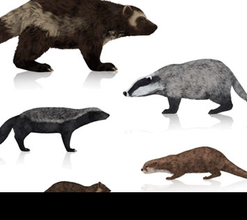How to Draw Animals: Wolverines, Badgers, Otters and Martens