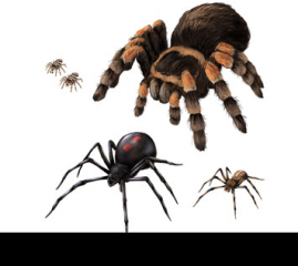 How to Draw Animals: Spiders, Popular Species, Anatomy and Movement