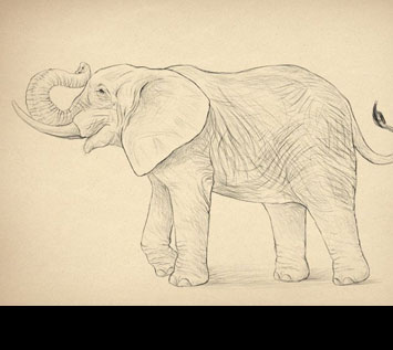 How to Draw Animals: Elephants, Their Species and Anatomy