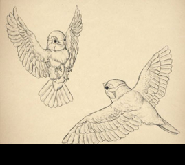 How to Draw Animals: Birds, Their Anatomy and How to Draw Them