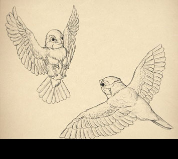 How to Draw Animals: Birds, Their Anatomy and How to Draw Them