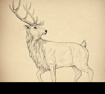 How to Draw Animals: Deer - Species and Anatomy