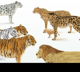 How to Draw Animals: Big Cats, Their Anatomy and Patterns