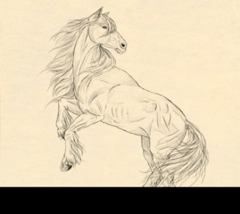 How to Draw Animals: Horses, Their Anatomy and Poses