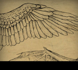 Taking Flight: A Beginner’s Guide Into Drawing Wings