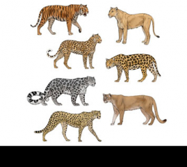 SketchBook Original: How to Draw Big Cats
