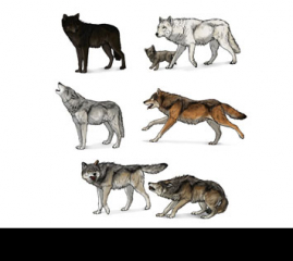SketchBook Original: How to Draw Wolves