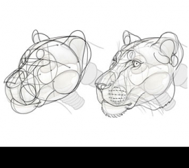 How to Draw a Big Cat Head