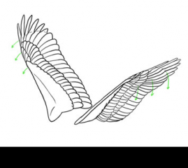 Bird Wings Animation: Tutorial + Template