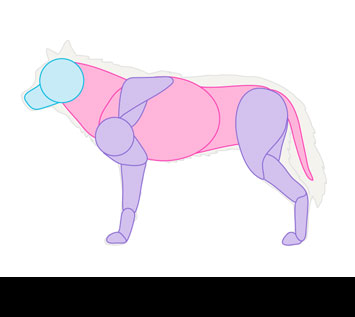 How to Draw Animals: Dogs and Wolves, and Their Anatomy