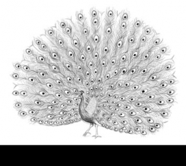 How to Draw a Peacock