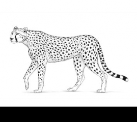 How to Draw a Cheetah