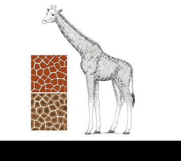 How to Draw a Giraffe and a Giraffe Pattern