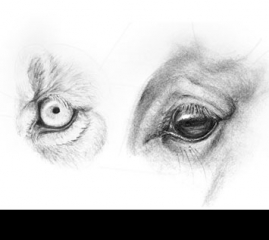How to Draw Animal Eyes
