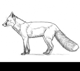 How to Draw a Fox Step by Step
