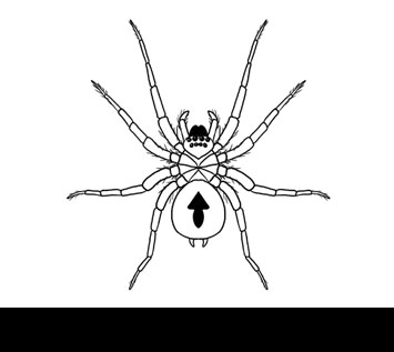 How to Draw a Spider, Step by Step