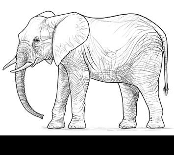 How to Draw an Elephant Step by Step