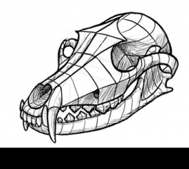 How to Use an Animal Skull for an Art Study