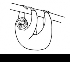 How to Draw a Sloth Step by Step