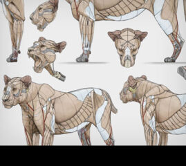 Feline Lion Anatomy Diagrams