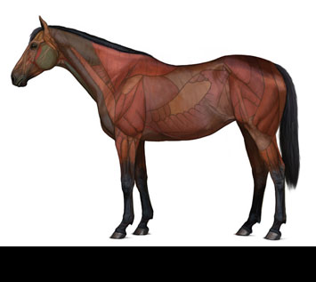 Horse Anatomy for Artists: Skeleton and Muscle Diagrams