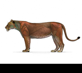 Lion Anatomy for Artists: Skeleton and Muscle Diagrams