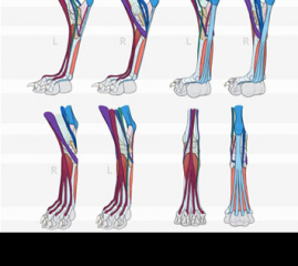 Canine Ankle Anatomy: Reference Sheet