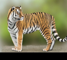 Amur Tiger Painting Process: How to Paint Thick Fur