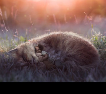 How to Create a Dreamy Glow Effect Photo Manipulation in Photoshop
