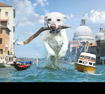 How to Create a Fun Giant Dog Photo Manipulation in Photoshop