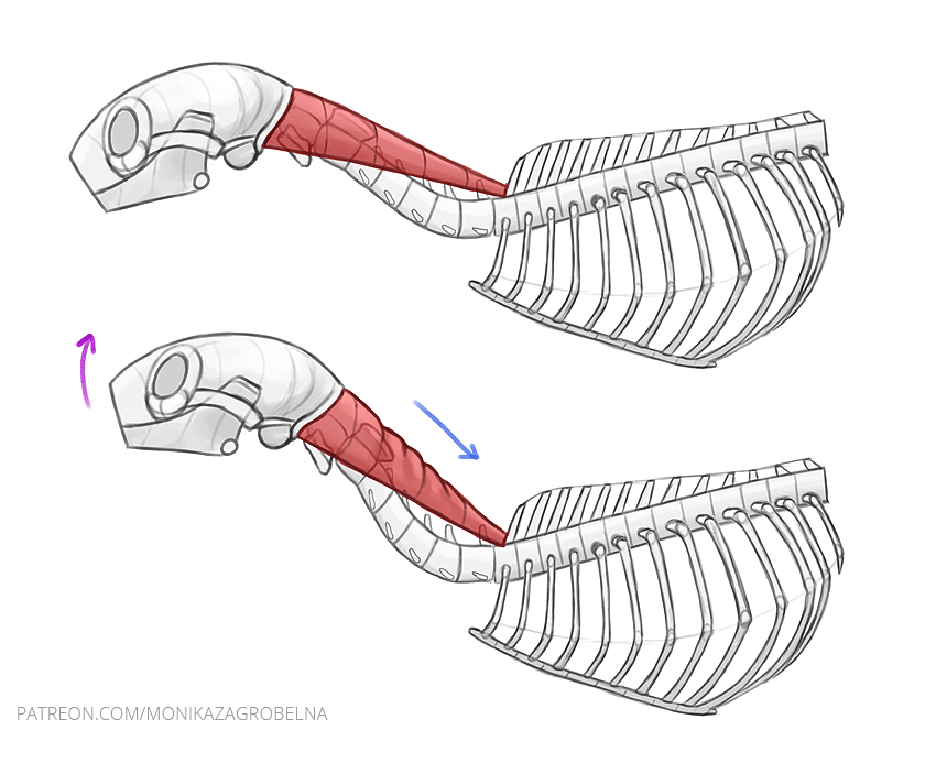 cat splenius anatomy