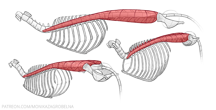 cat spine muscles